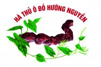 Hà Thủ Ô Đỏ Hường Nguyễn